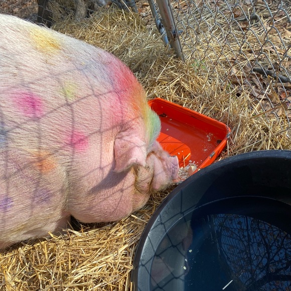 Meet your Posher, Dana & Jack - Picture 3 of 14